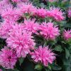 Monarda Petite Wonder